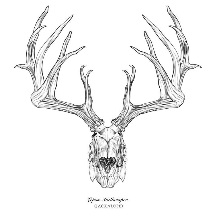 Jackalope Skull Logo - Drawings — NORM QUIRóS