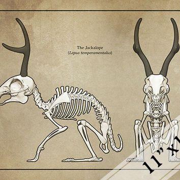 Jackalope Skull Logo - Jackalope Skeleton Faux-Scientific Print from MythicArticulations