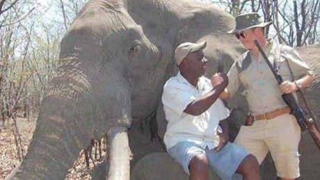 Let Truth Prevail Elephants Logo - Massive Zimbabwe elephant's killing: Legal, but right? - CNN