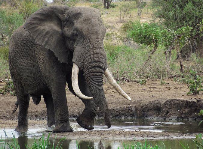 Let Truth Prevail Elephants Logo - No Timbavati '100 Pounder' elephant hunt