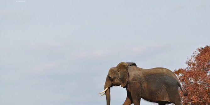 Let Truth Prevail Elephants Logo - How PETA Took Down Circus Giant Ringling Bros. | PETA