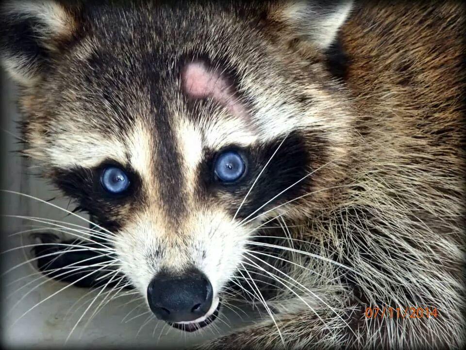 Blue Raccoon Logo - Local Animal Control captured and released this blue eyed raccoon