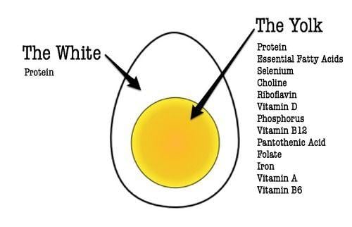 Egg Vitamin Logo - The Eggcellent Egg | New York Health & Racquet Club