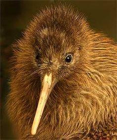 Orange Kiwi Bird Logo - Best Kiwi bird, Kiwis, National bird of New Zealand image. Kiwi