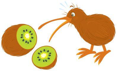 Orange Kiwi Bird Logo - Search photo kiwi bird