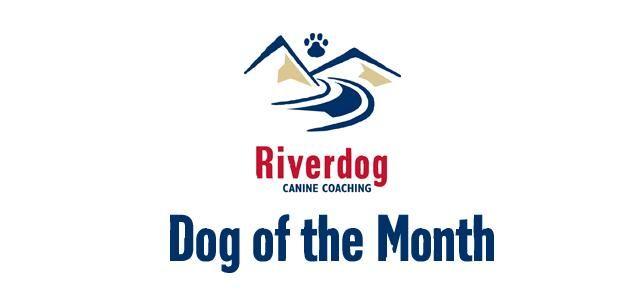 River Dog Logo - RiverBlog. Riverdog Canine Coaching