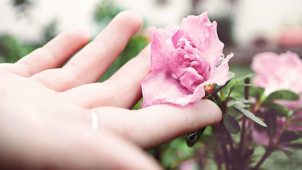 Hand Holding Flower Logo - Hand Holding Flower Picture. Download Free Image