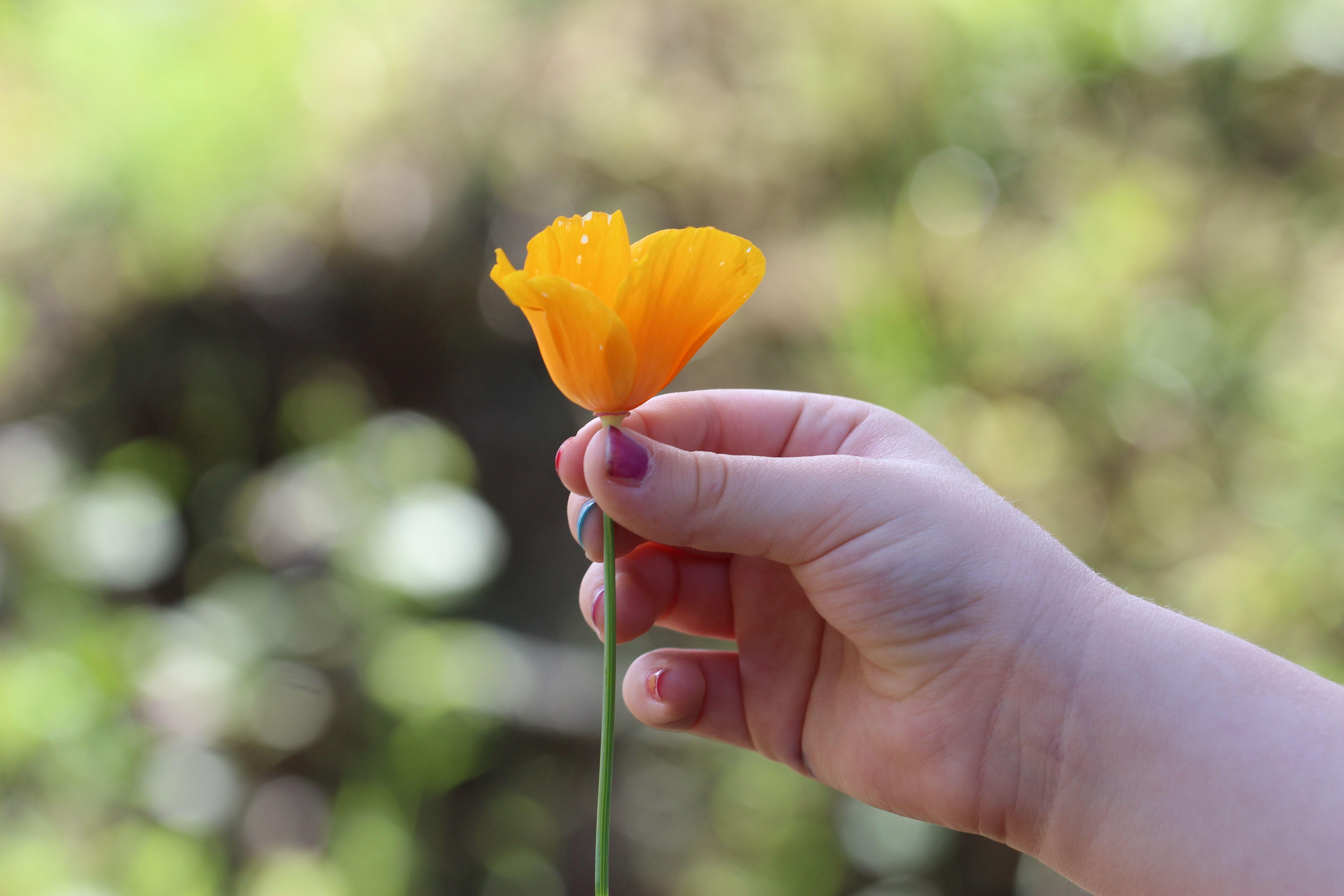 Hand Holding Flower Logo - Right Human Hand Holding a Yellow Petaled Flower · Free Stock Photo