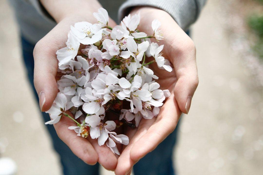 Hand Holding Flower Logo - A Persons Cusped Hands Holding A Bunch Of Cherry Blossom Flowers