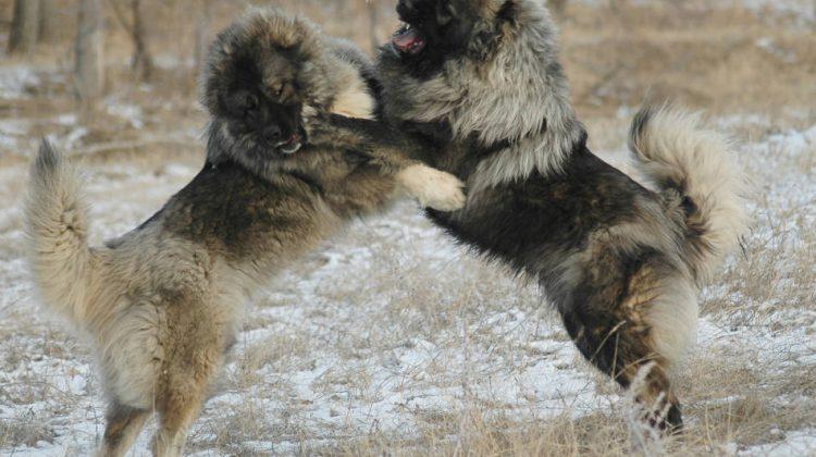 Bear Hunting Dog Logo - Bear Hunting Dog Breed. The Caucasian Ovcharka