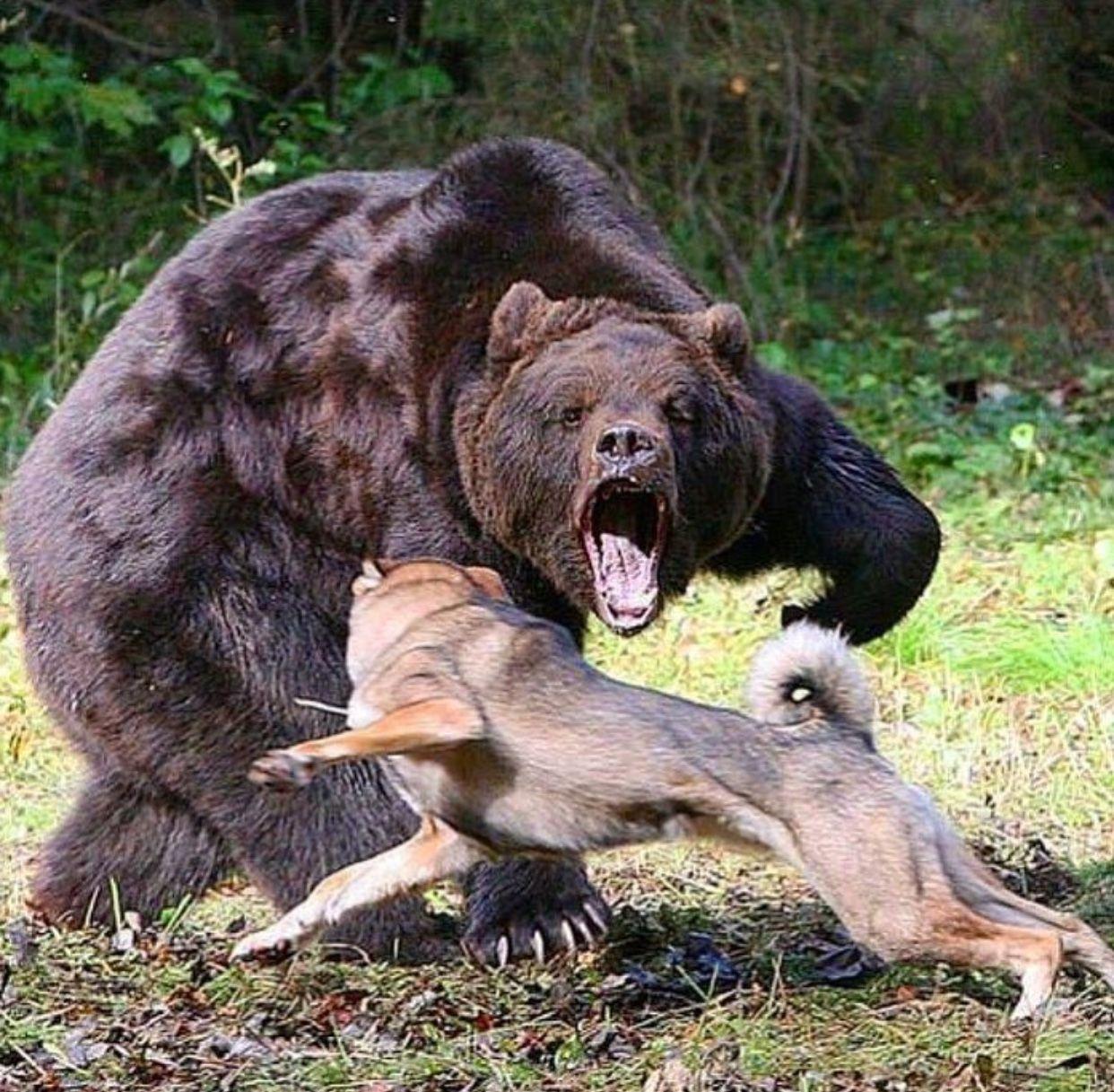 Bear Hunting Dog Logo - Bear standing it's ground against a hunting dog : natureismetal