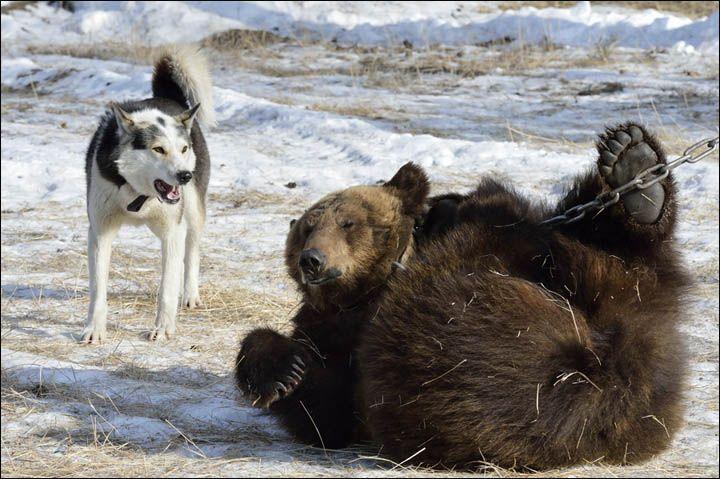 Bear Hunting Dog Logo - Dramatic picture show how dogs are trained to hunt as they attack