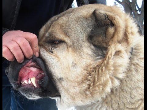 Bear Hunting Dog Logo - The Russians Used These Giant Dogs for Bear Hunting