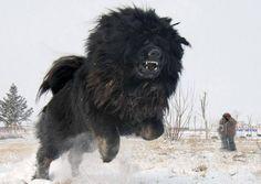 Bear Hunting Dog Logo - 32 Best Russian Bear Dog images | Big dogs, Caucasian mountain dogs ...