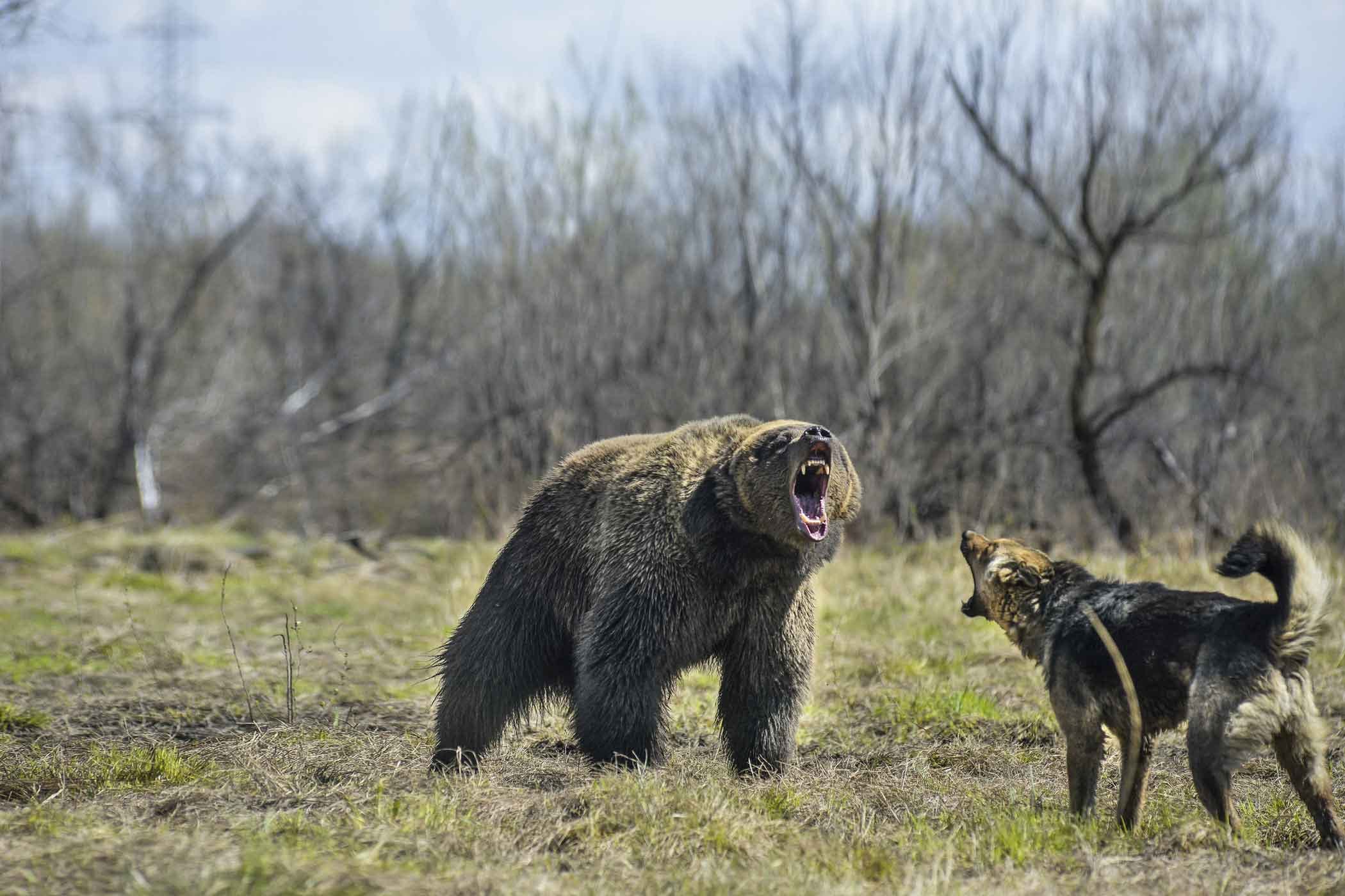 Bear Hunting Dog Logo - How to Train Your Dog to Hunt Bear