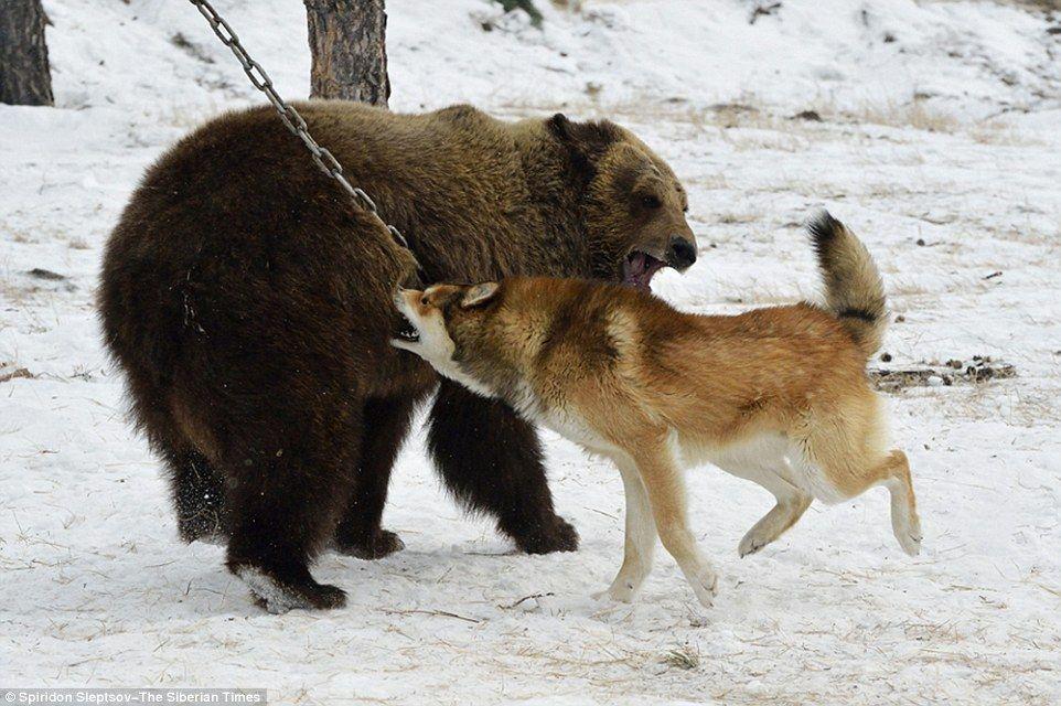 Bear Hunting Dog Logo - Bear chained to tree and being savaged by dogs in Russian 'hunting