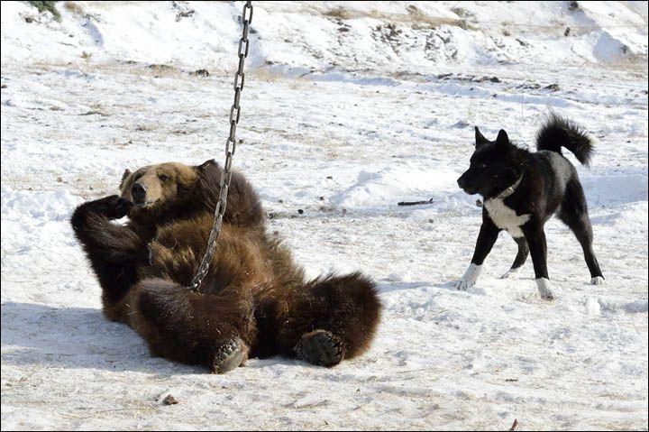 Bear Hunting Dog Logo - Dramatic picture show how dogs are trained to hunt as they attack