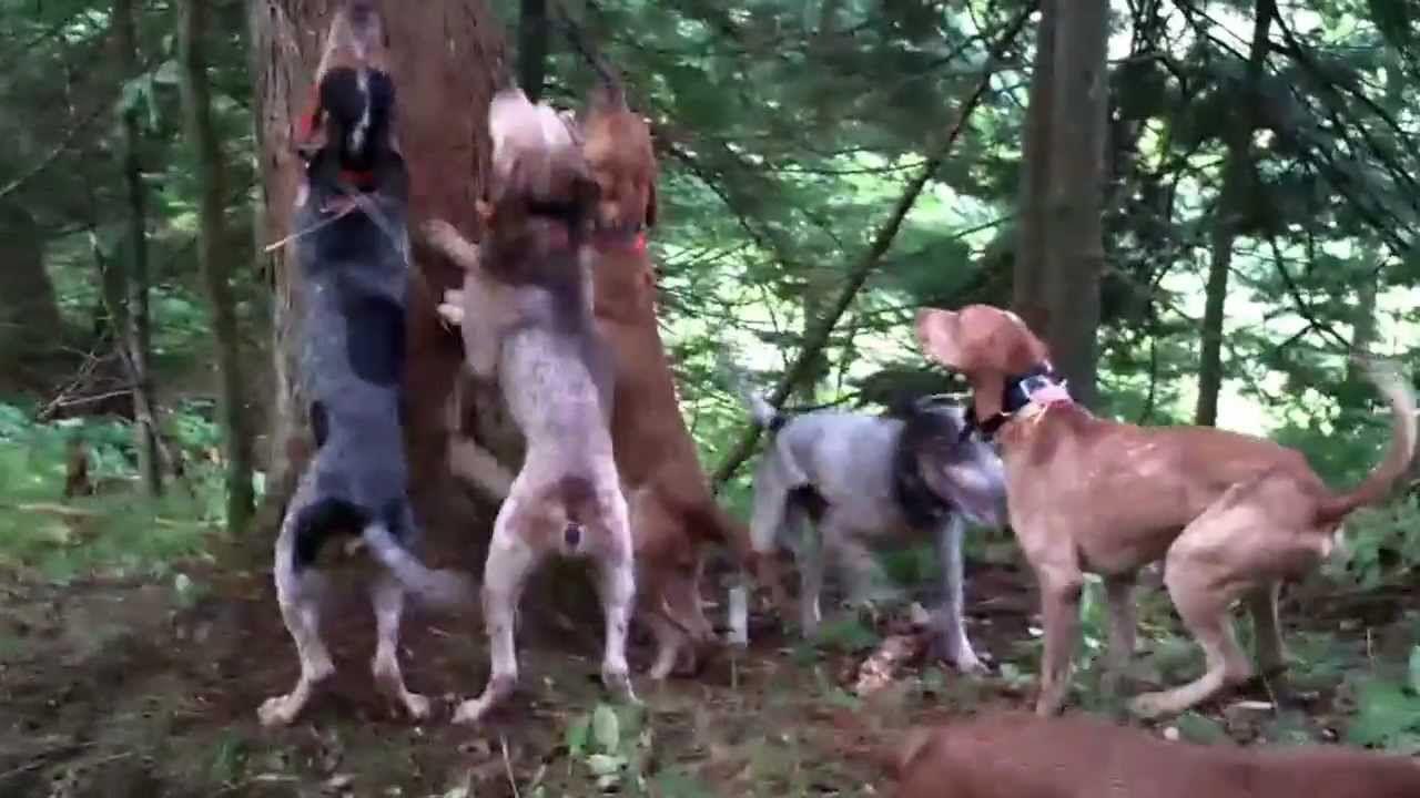 Bear Hunting Dog Logo - Bear Hunting with Hounds - YouTube