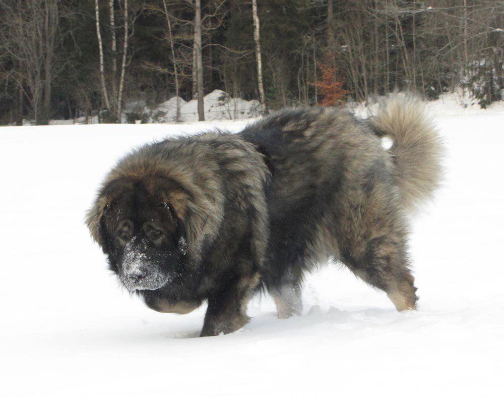 Bear Hunting Dog Logo - Huge Dogs Once Used For Hunting Bears Are The Most Massive Pups We