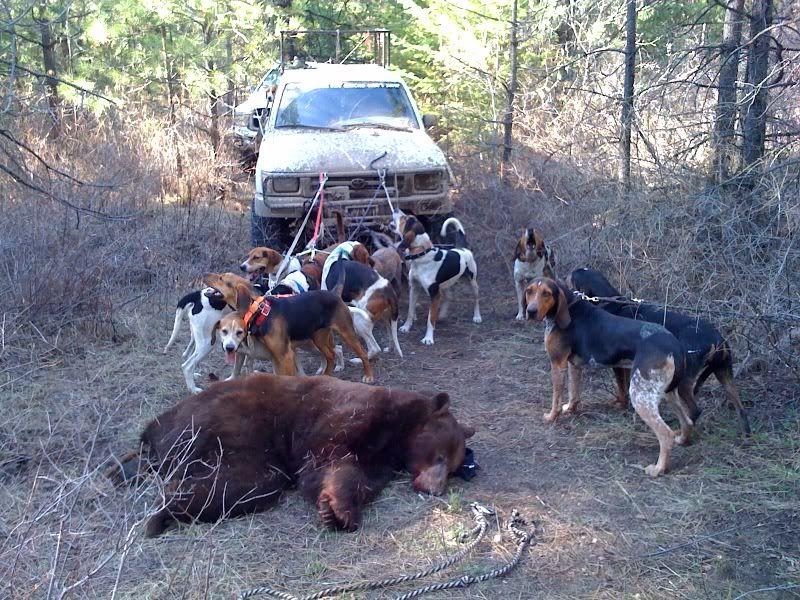 Bear Hunting Dog Logo - Debate over bear hunting with dogs could get vicious County