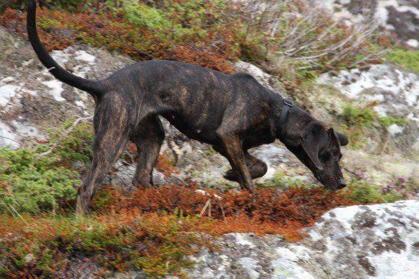 Bear Hunting Dog Logo - How to Train a Bear Hunting Dog - LiveOutdoors