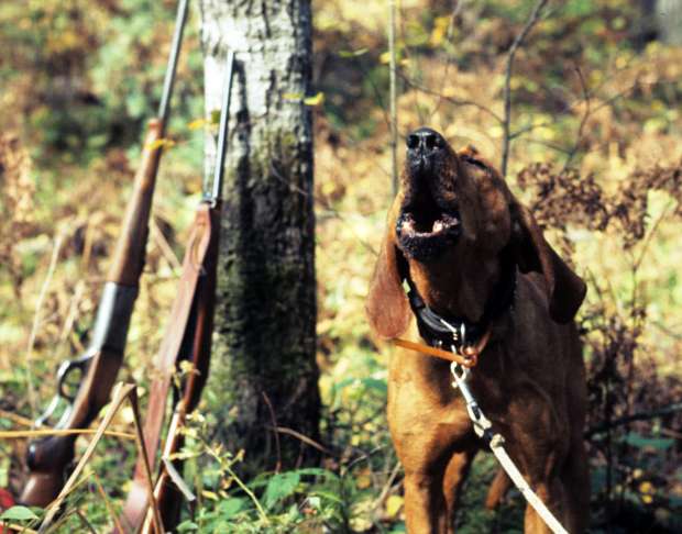 Bear Hunting Dog Logo - Wolf Attacks On Hunting Dogs Rise In Wisconsin. Wisconsin Public Radio