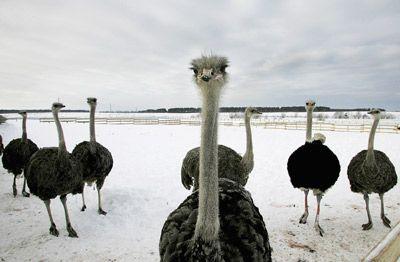Red White Emu Logo - Why do ostriches have red meat instead of white? | HowStuffWorks