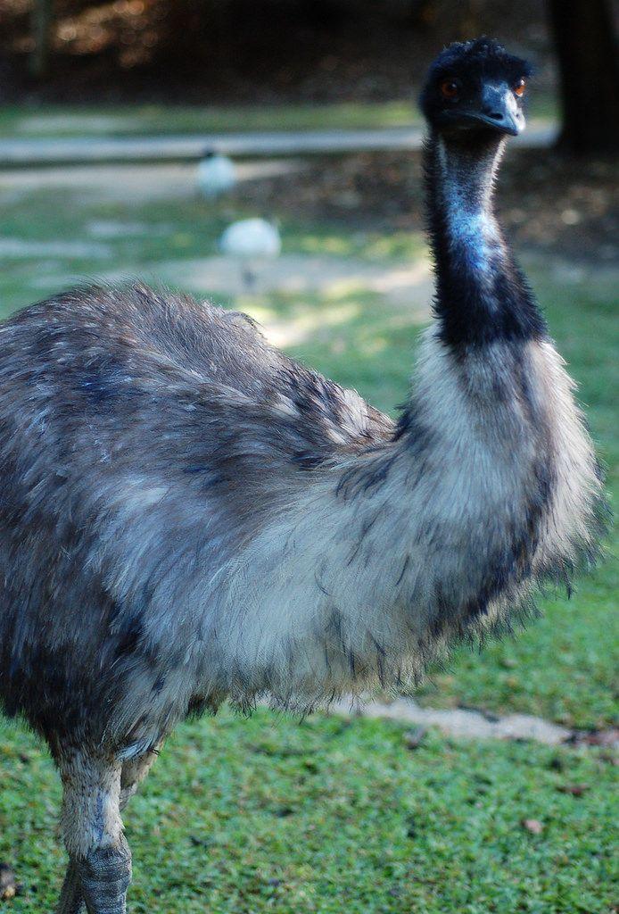 Red White Emu Logo - The World's Best Photo of emu and profile Hive Mind