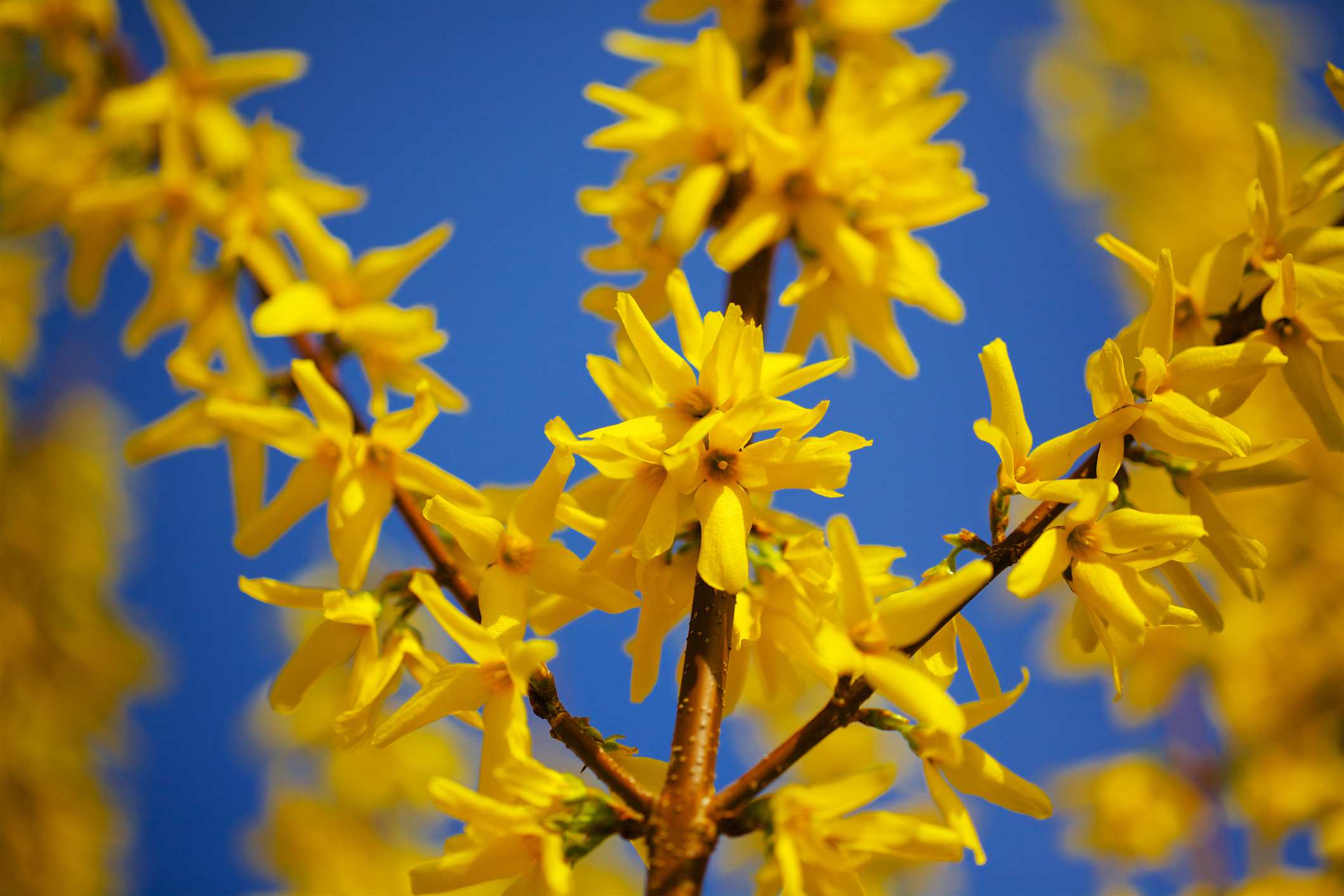 Blue and Yellow Flower Logo - 10 Best Shrubs With Yellow Flowers