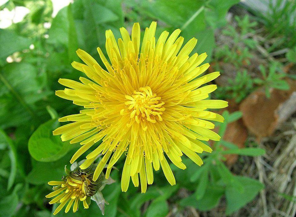 Big Yellow Flower Shaped Logo - Identify common weeds / RHS Gardening