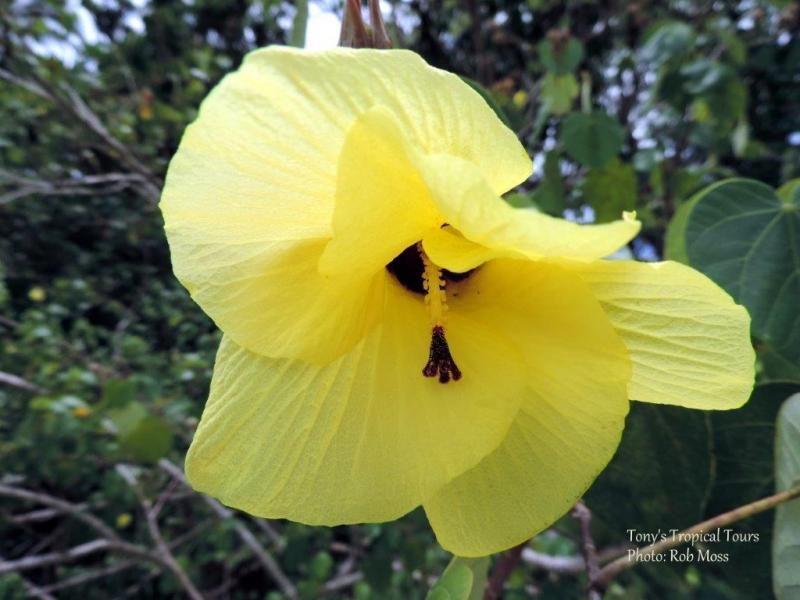 Big Yellow Flower Shaped Logo - Beach Hibiscus Spreading Tree With Heart Shaped Leaves
