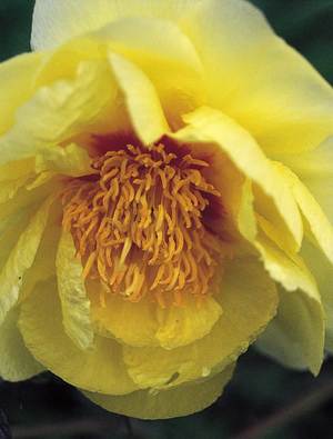 Big Yellow Flower Shaped Logo - Peony 'High Noon' | Claire Austin