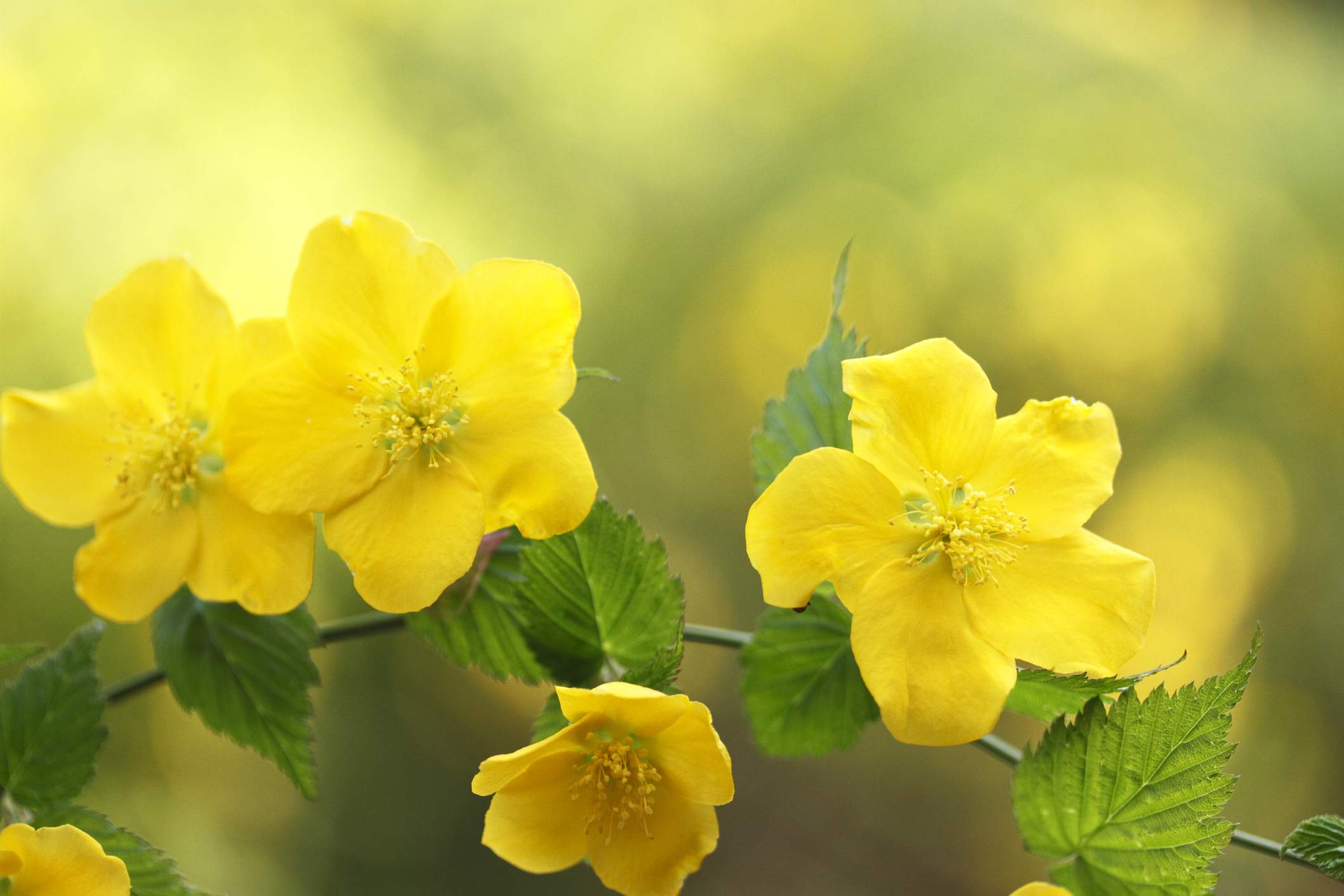 Big Yellow Flower Shaped Logo - 10 Best Shrubs With Yellow Flowers