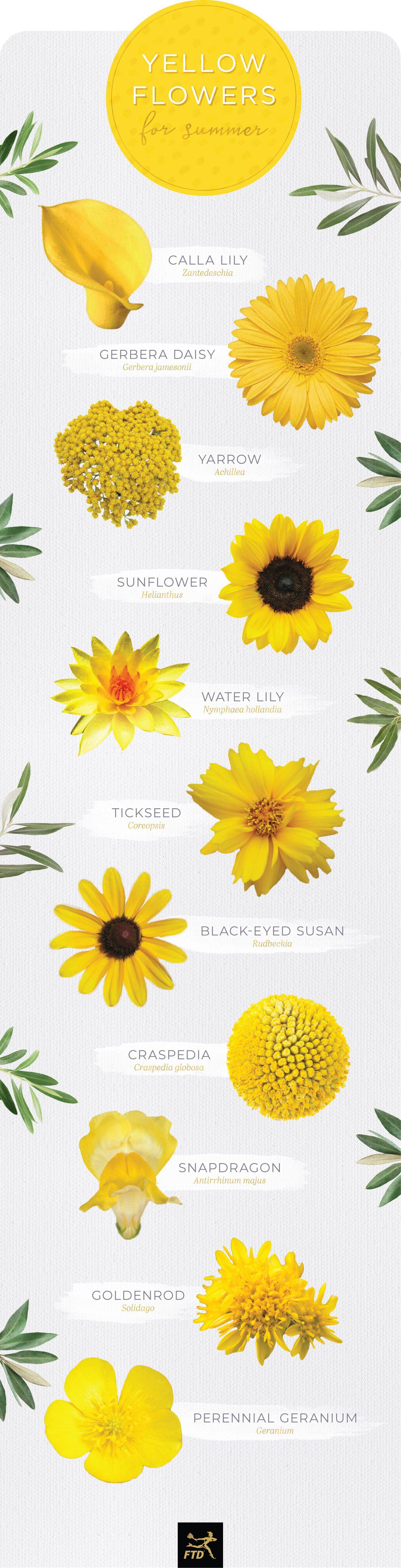 Big Yellow Flower Shaped Logo - Types of Yellow Flowers