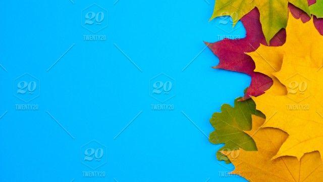 Green Colored Leaves Logo - Colorful yellow green red leaves in autumn at blue background. This