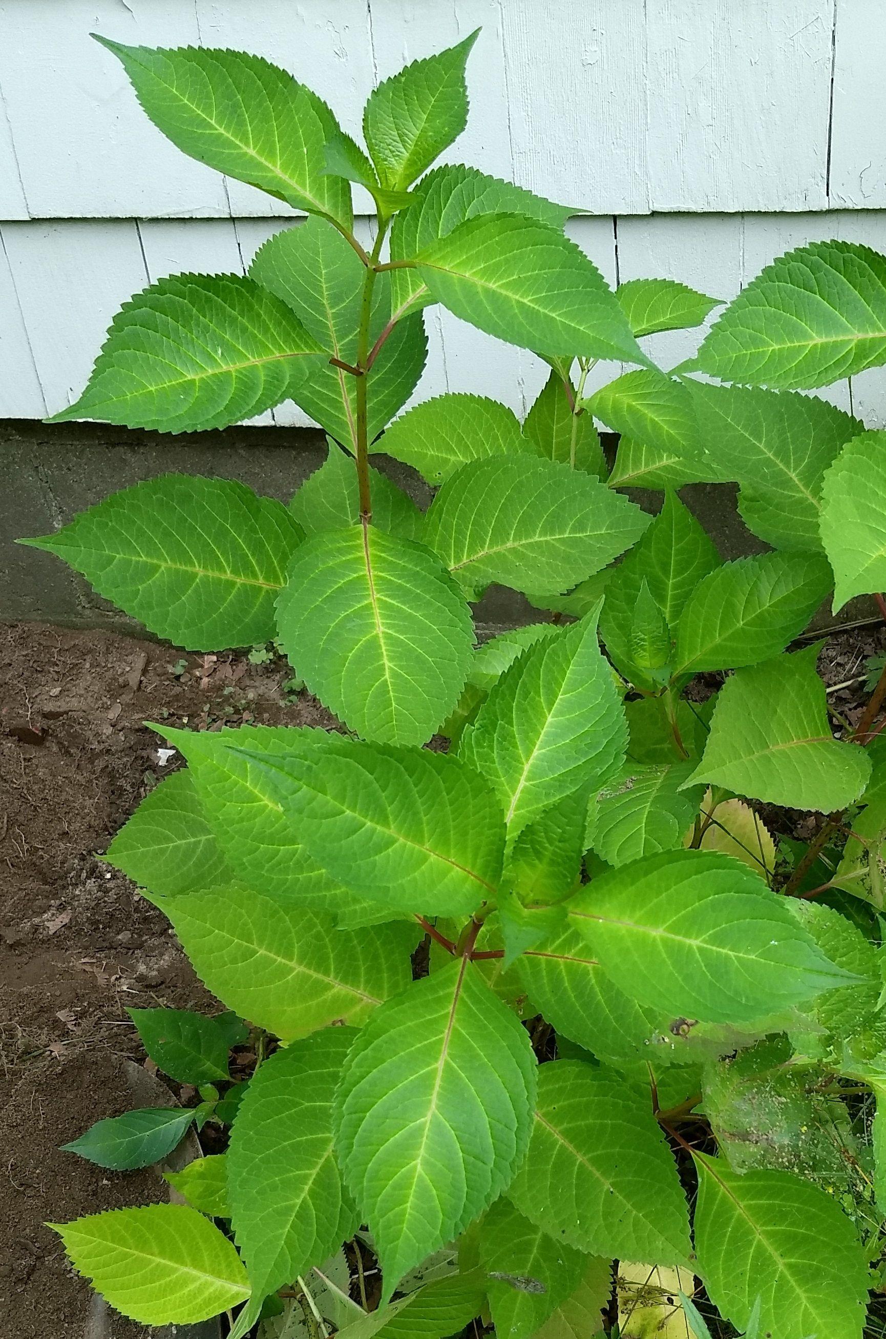Green Colored Leaves Logo - identification - Is this invasive plant, with medium green-colored ...