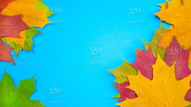 Green Colored Leaves Logo - Yellow green red leaves in autumn at blue background. This is photo ...