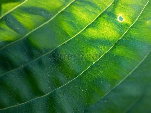 Green Colored Leaves Logo - Leaf contour of the hostа plan, lush foliage. Dark green - 3592056 ...