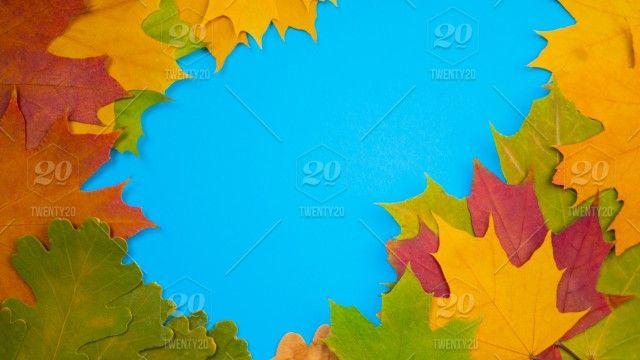 Green Colored Leaves Logo - Yellow green red leaves in autumn at blue background. This is photo