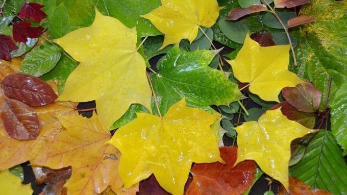 Green Colored Leaves Logo - Why do leaves change colour? | Anglia - ITV News
