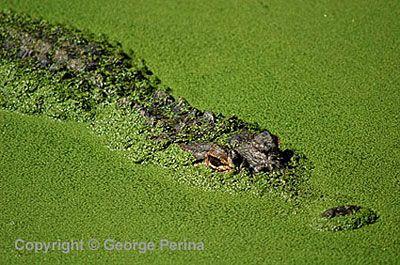 Green Gator Logo - George Perina Photography: Green Gator