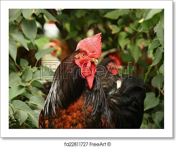 Black and Red Rooster Logo - Free art print of Black and red rooster portrait. Black and red ...