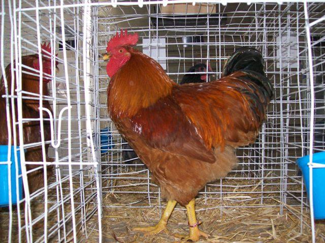 Black and Red Rooster Logo - New Hampshire Red. Chickens