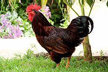 Black and Red Rooster Logo - Rhode Island Red