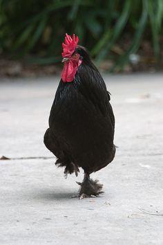 Black and Red Rooster Logo - best Red Rooster Farm image. Hens, Country life
