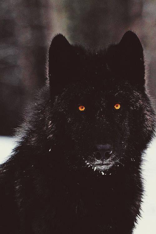 Orange and Black Wolves Logo - Black wolf with orange eyes. | Art of Photography | Wolf, Dogs, Animals