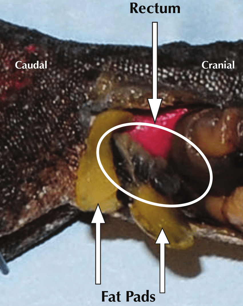 White Circle Red Colon Logo - Anatomic specimen of A. carolinensis. The white line circles