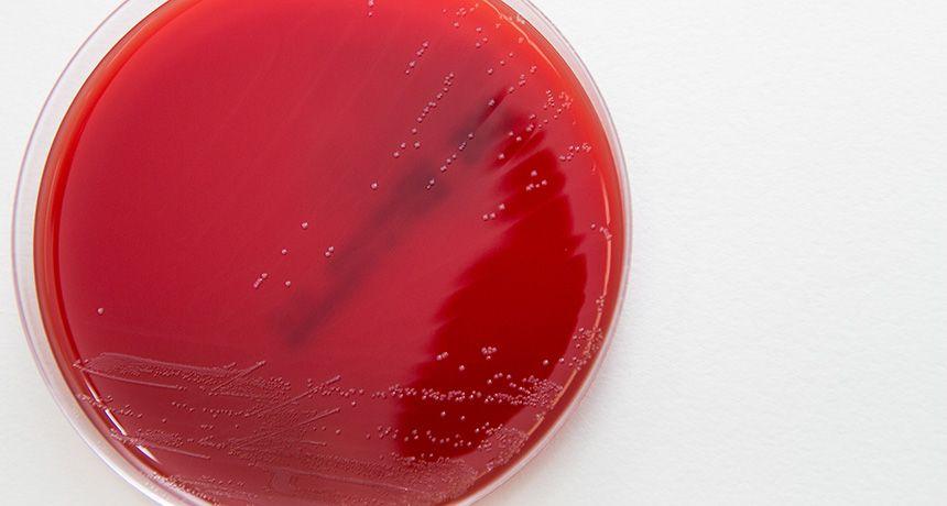 White Circle Red Colon Logo - These bacteria may egg on colon cancer | Science News