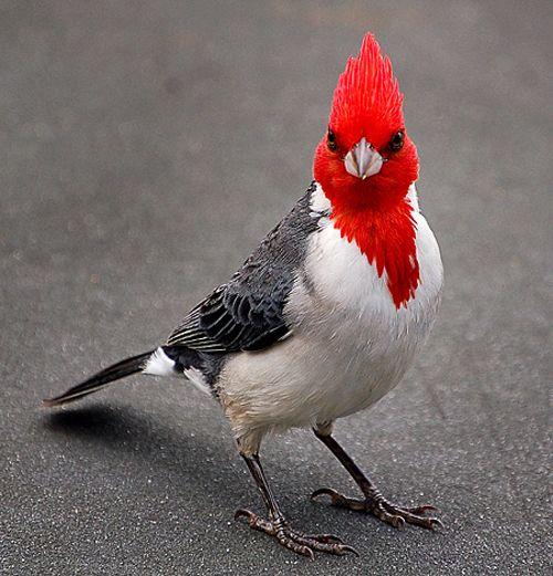 White and Red Bird Logo - Beautiful Red Cardinals Birds Picture. North American Species