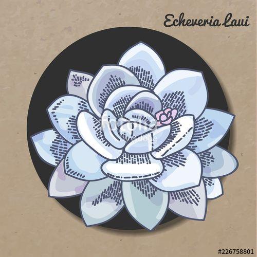 Beautiful Botany Logo - The illustration of beautiful succulent echeveria laui. Vector